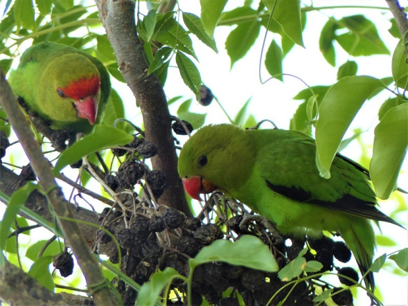 Endemic black winged lovebird